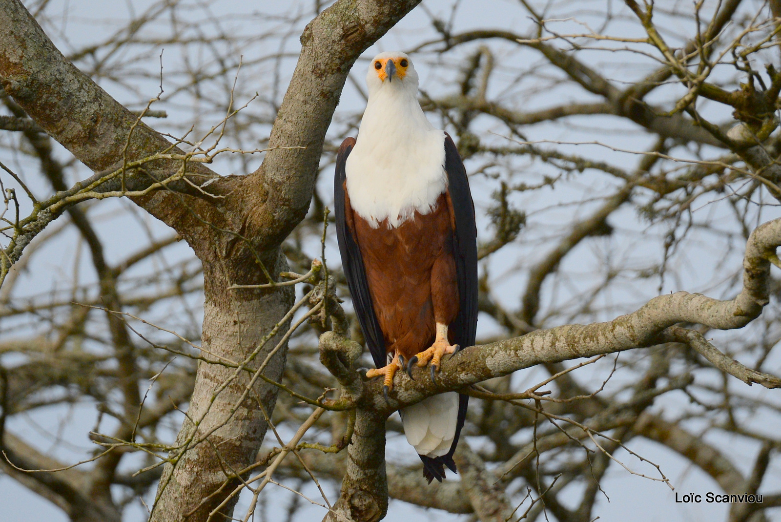 Aigle vocifère/African Fish Eagle (6)