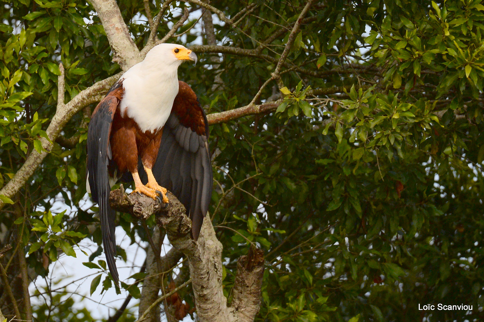 Aigle vocifère/African Fish Eagle (7)