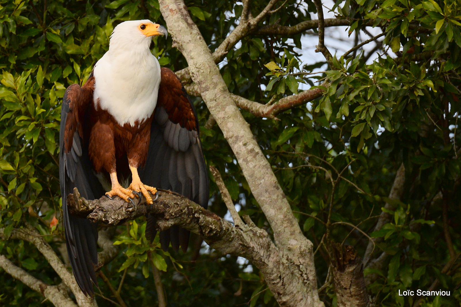 Aigle vocifère/African Fish Eagle (8)