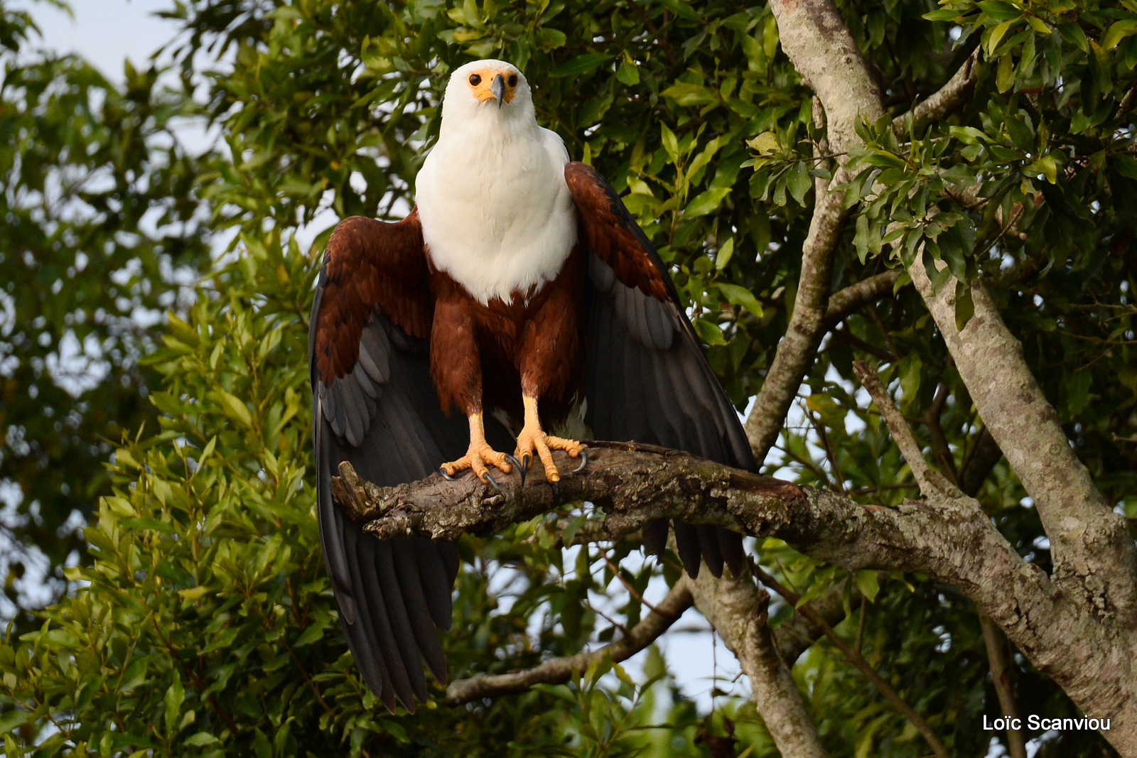 Aigle vocifère/African Fish Eagle (9)