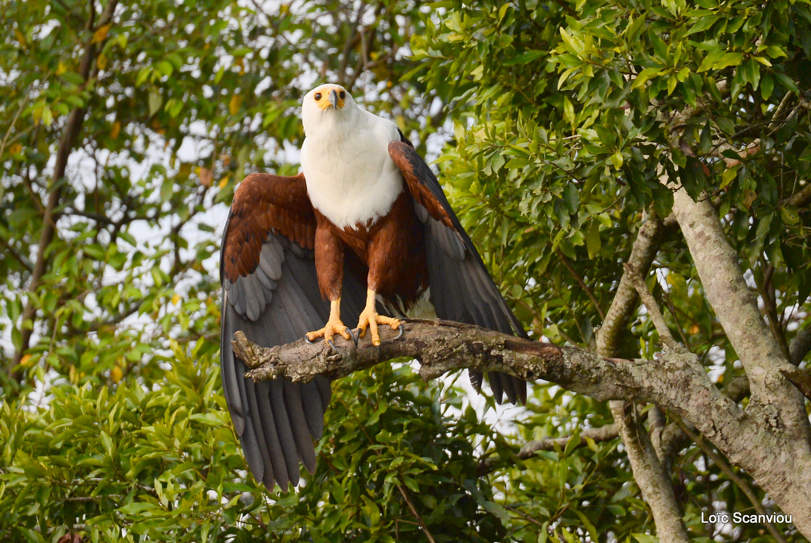Aigle vocifère/African Fish Eagle (10)