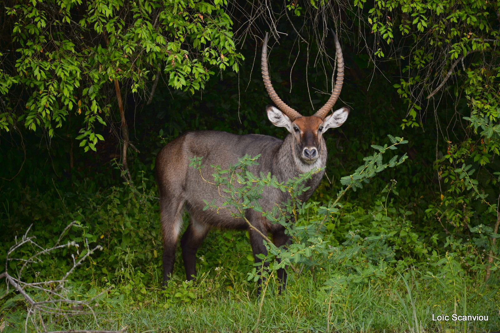 Cobe defassa/Defassa Waterbuck (2)