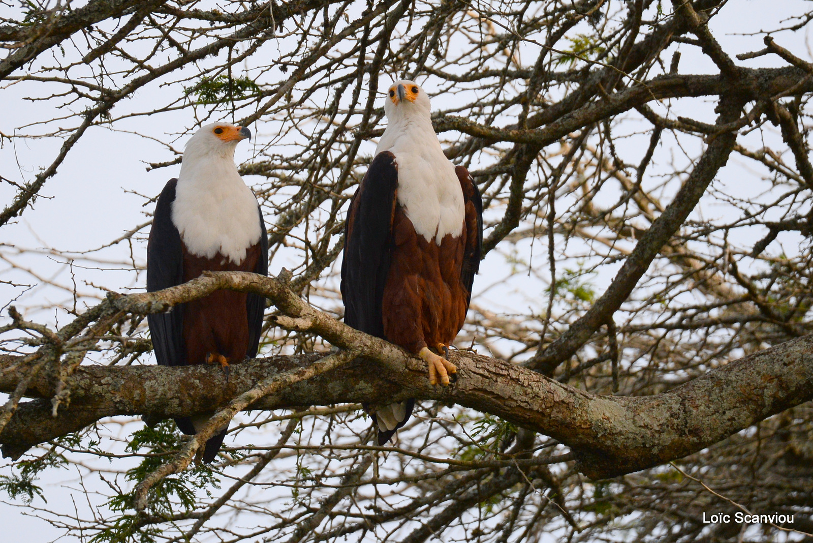 Aigle vocifère/African Fish Eagle (11)