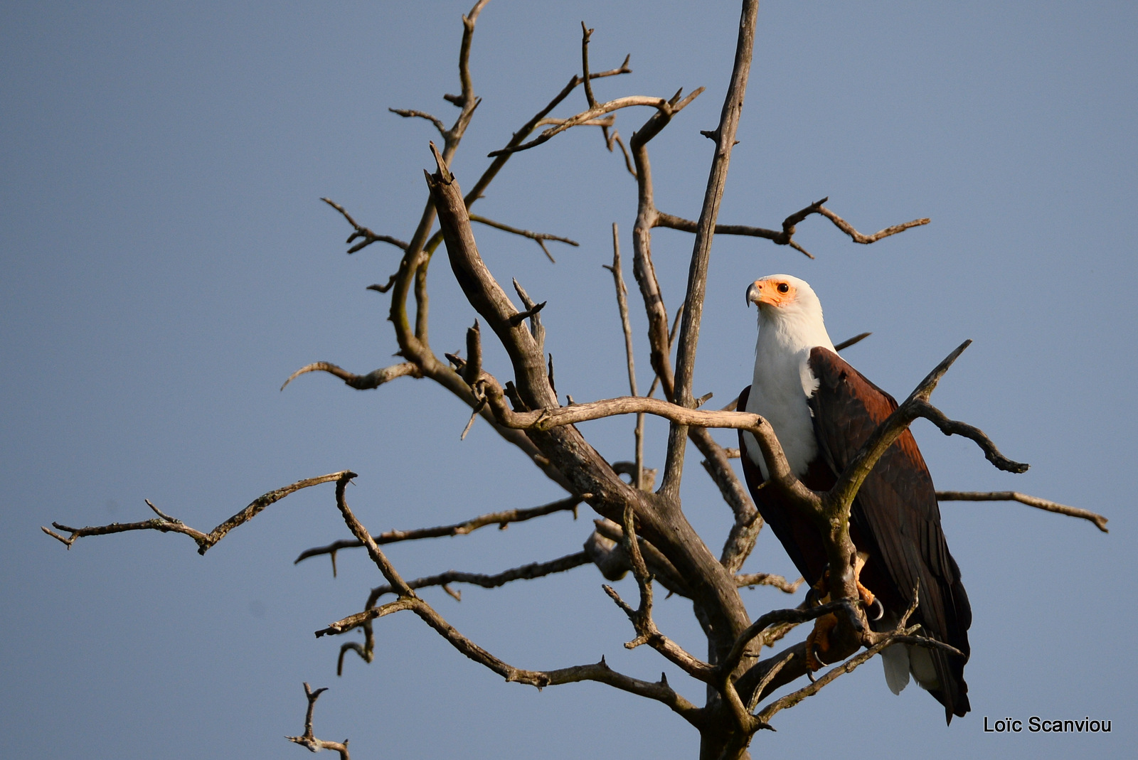 Aigle vocifère/African Fish Eagle (12)