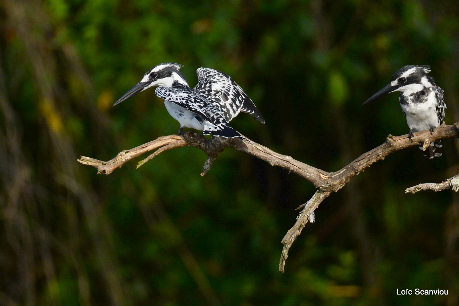 Martin-pêcheur pie/Pied Kingfisher (6)