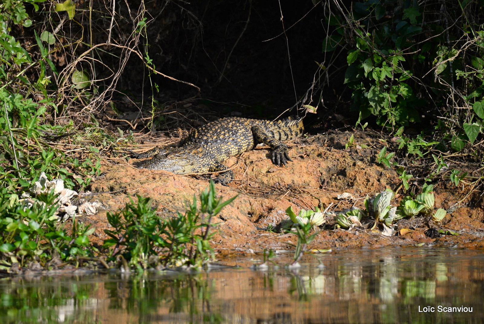 Crocodile du Nil/Nile Crocodile (1)