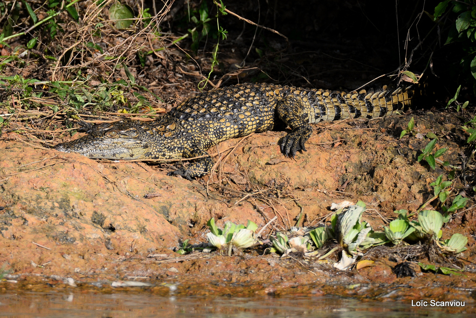 Crocodile du Nil/Nile Crocodile (2)