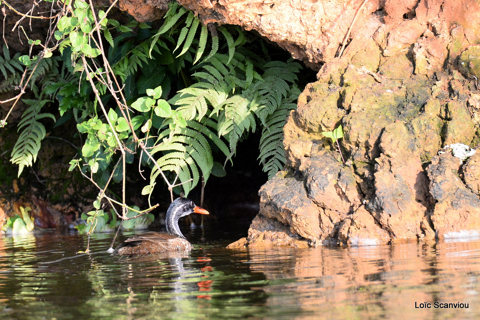 Grébifoulque d'Afrique/African Finfoot (1)