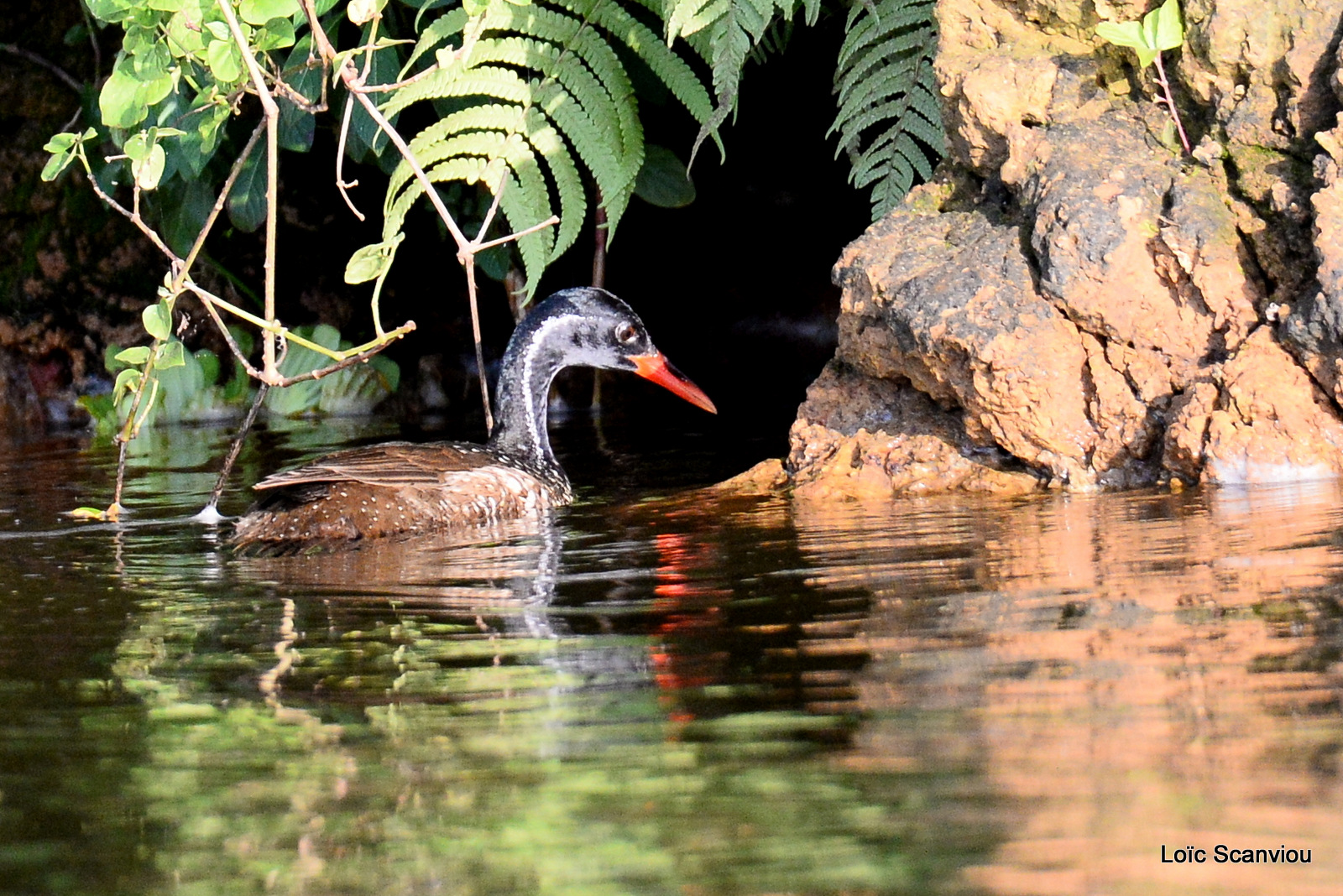Grébifoulque d'Afrique/African Finfoot (2)