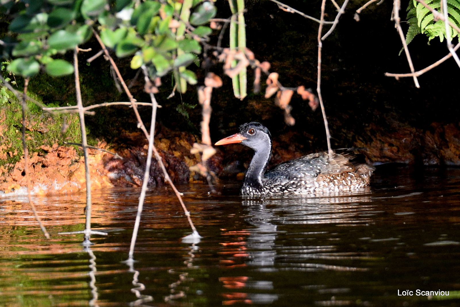 Grébifoulque d'Afrique/African Finfoot (3)