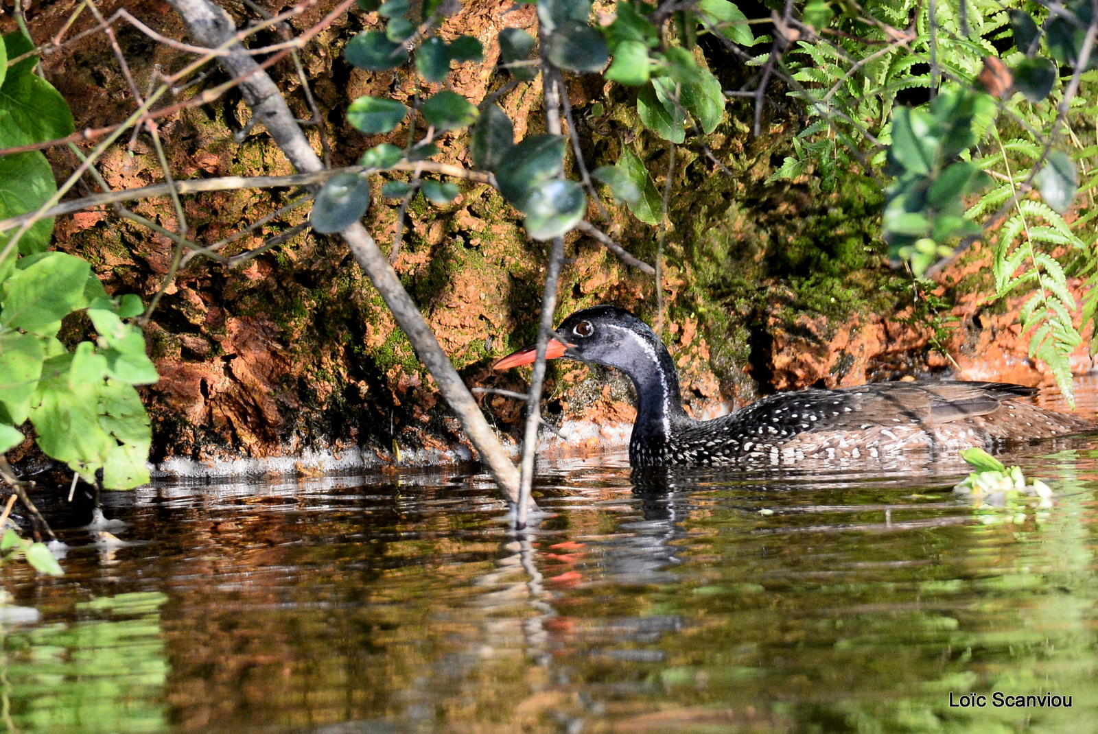 Grébifoulque d'Afrique/African Finfoot (4)