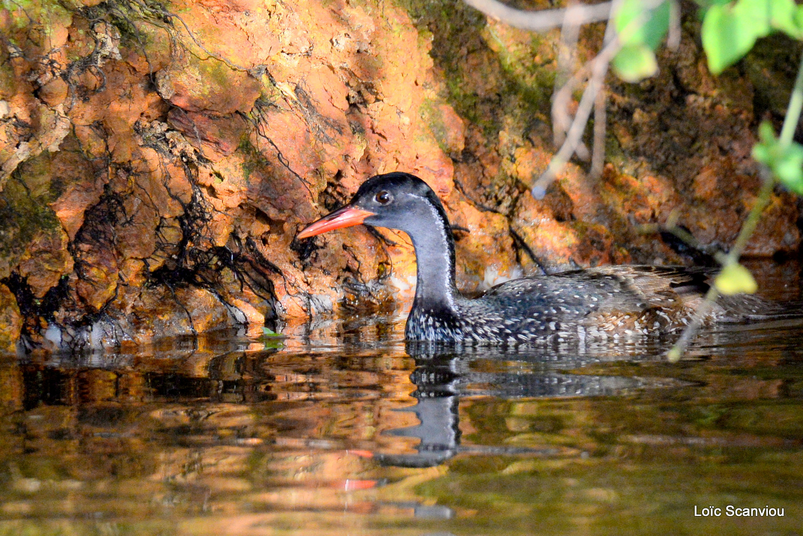 Grébifoulque d'Afrique/African Finfoot (5)