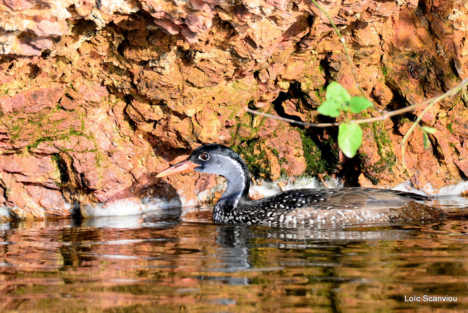 Grébifoulque d'Afrique/African Finfoot (6)