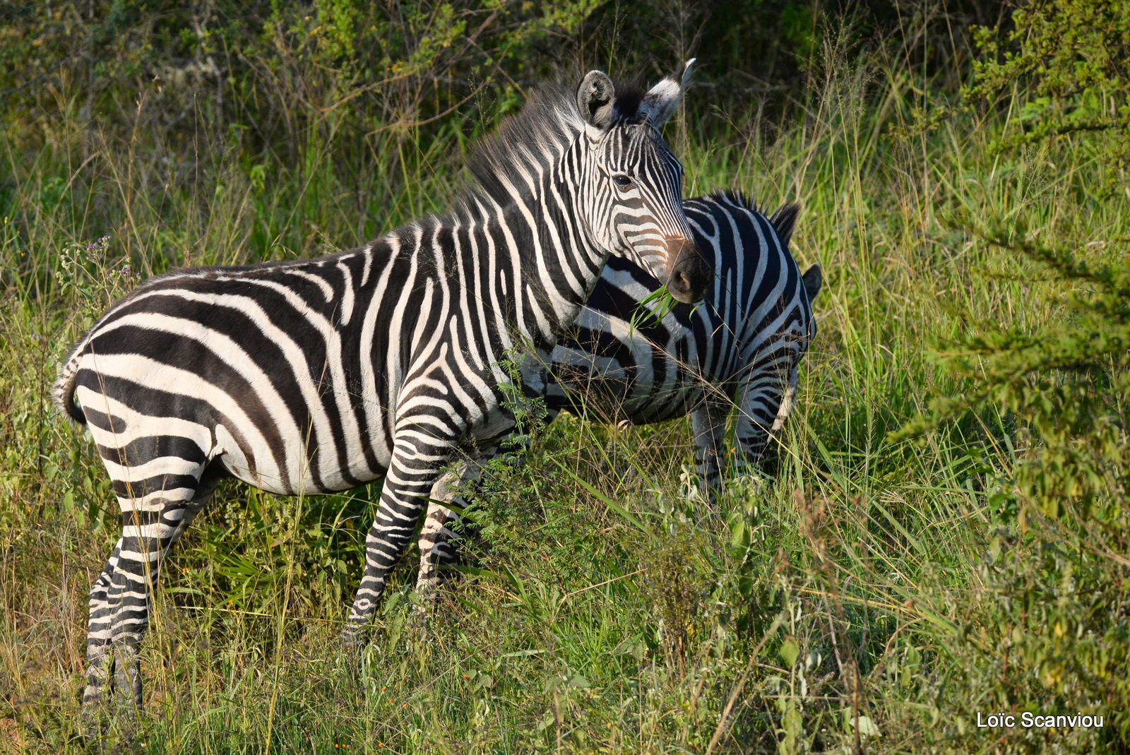 Zèbre de Burchell/Burchell's Zebra (4)