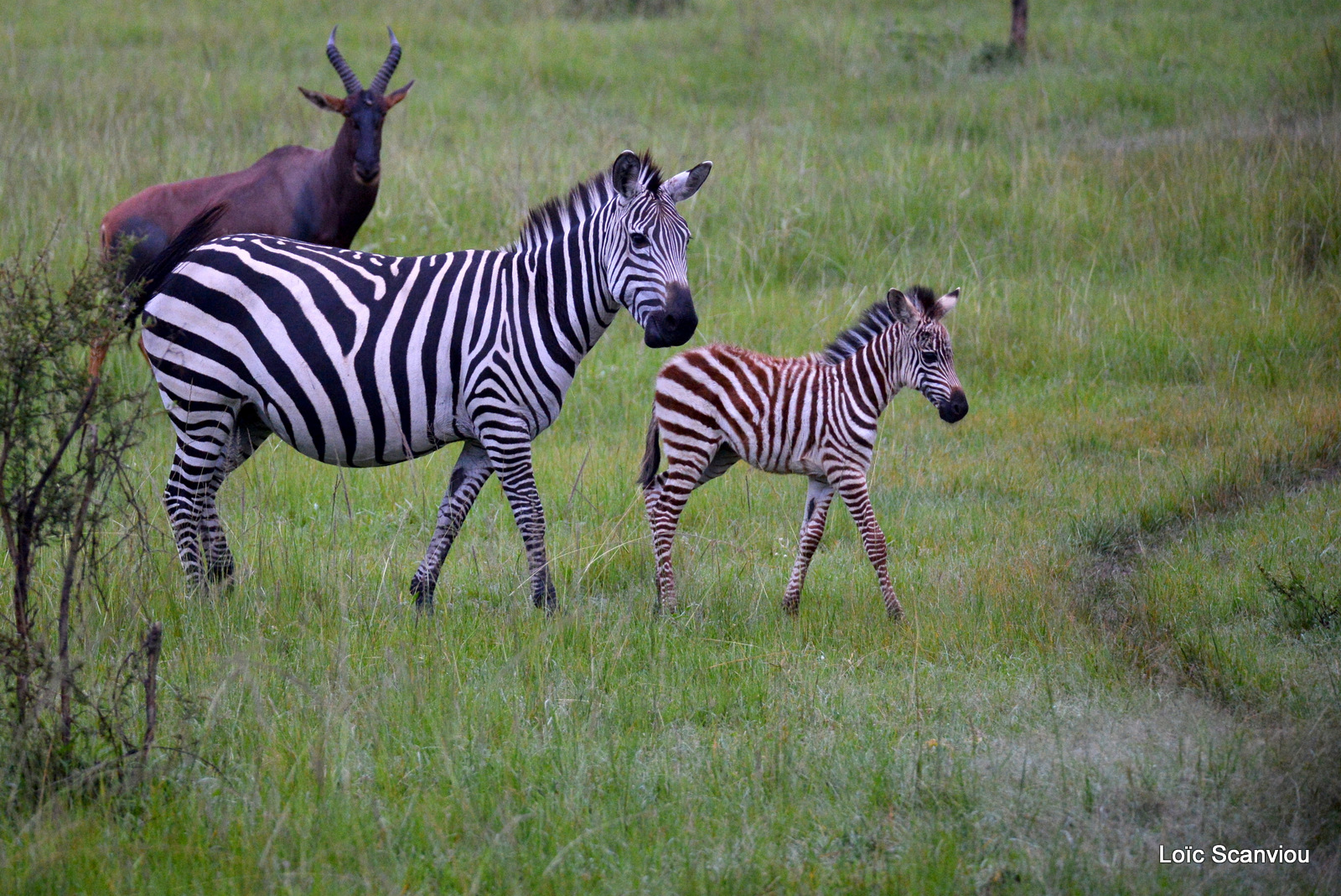 Zèbre de Burchell/Burchell's Zebra (5)