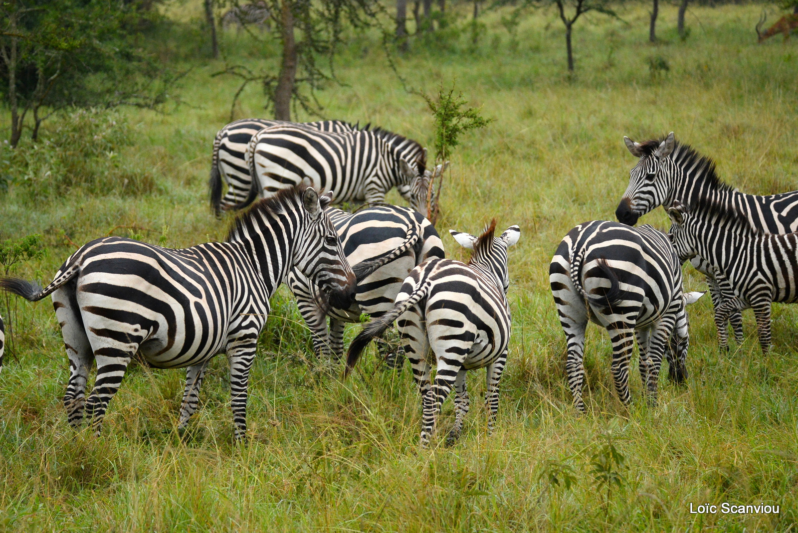 Zèbre de Burchell/Burchell's Zebra (6)