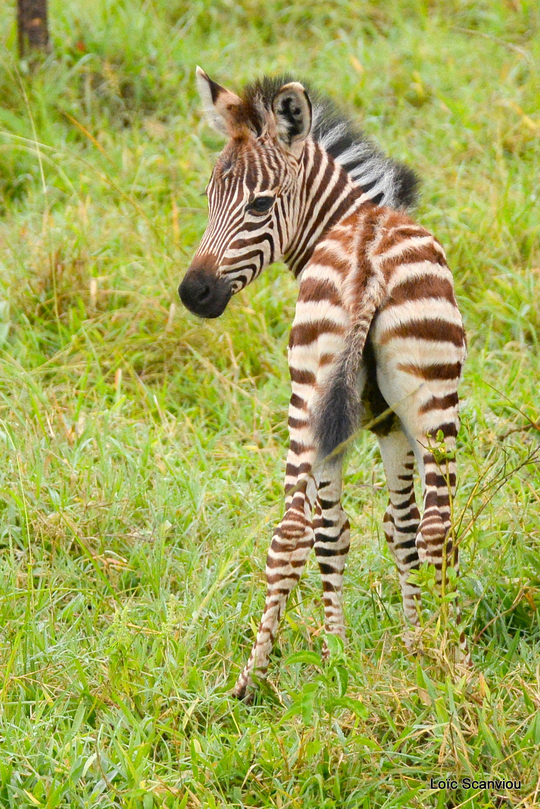 Zèbre de Burchell/Burchell's Zebra (7)