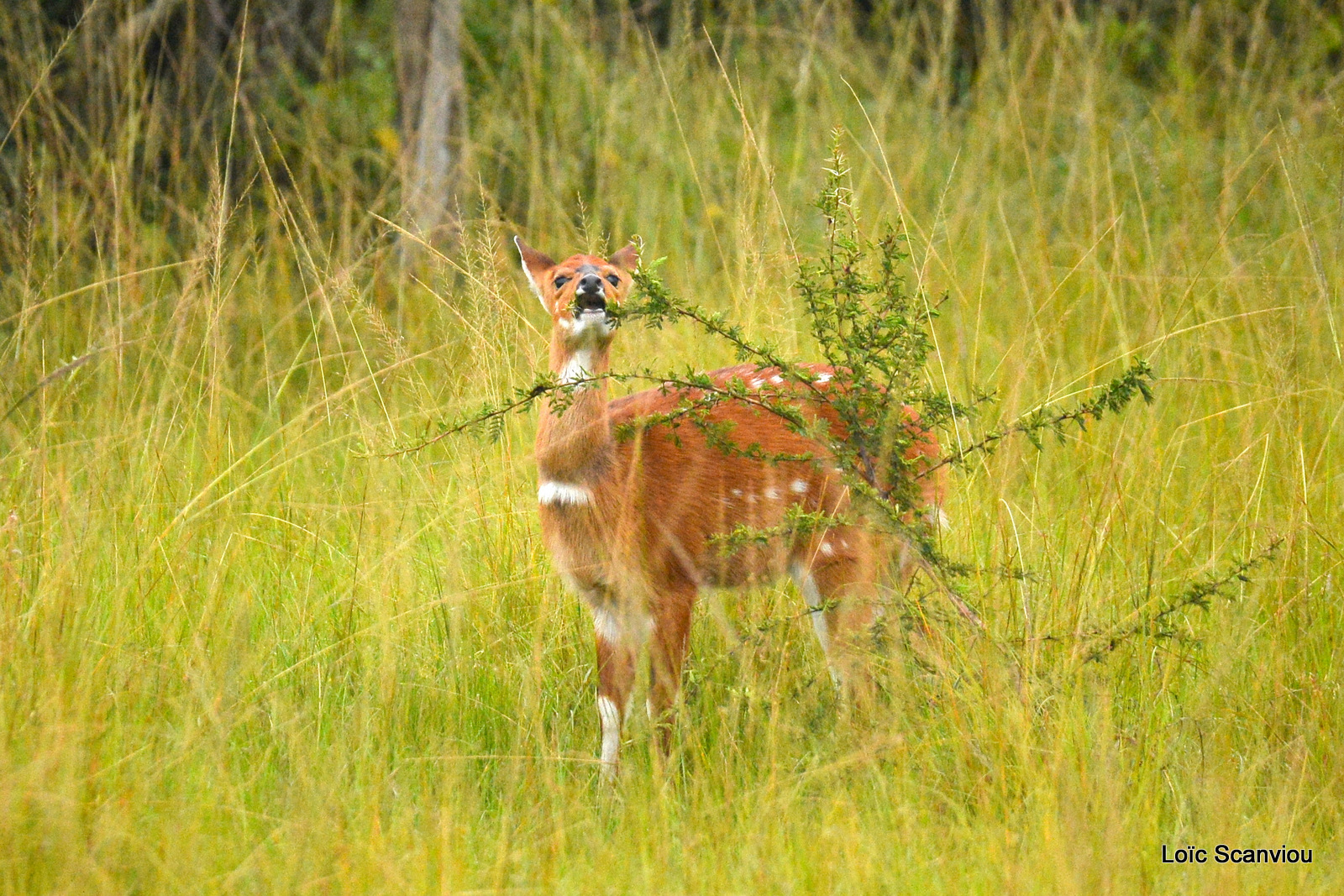 Guib harnaché/Bushbuck (2)