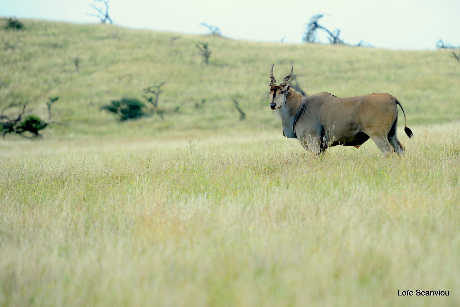 Eland du Cap/Cape Eland (2)