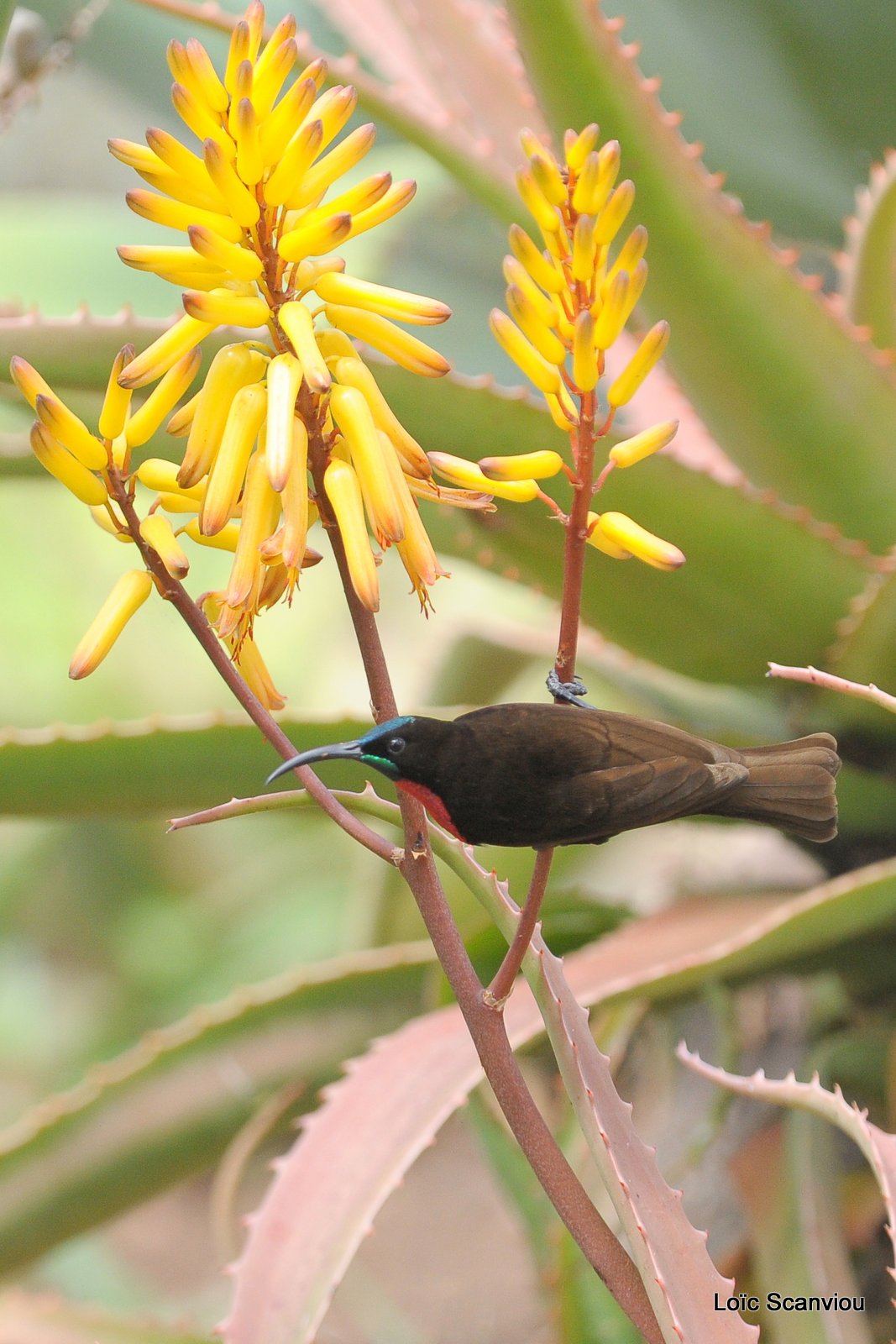 Souimanga à poitrine rouge/Scarlet-chested Sunbird (1)