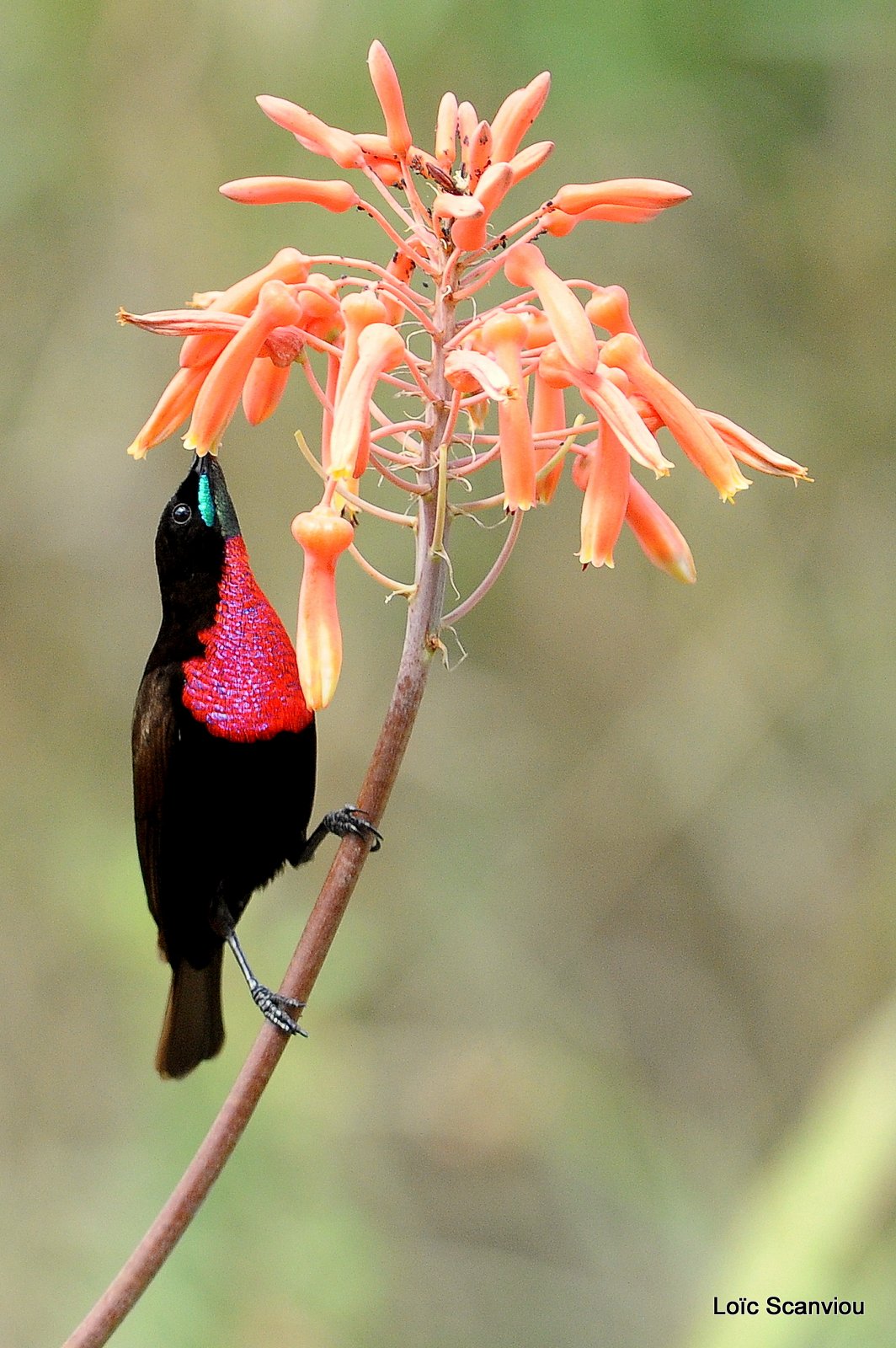 Souimanga à poitrine rouge/Scarlet-chested Sunbird (2)