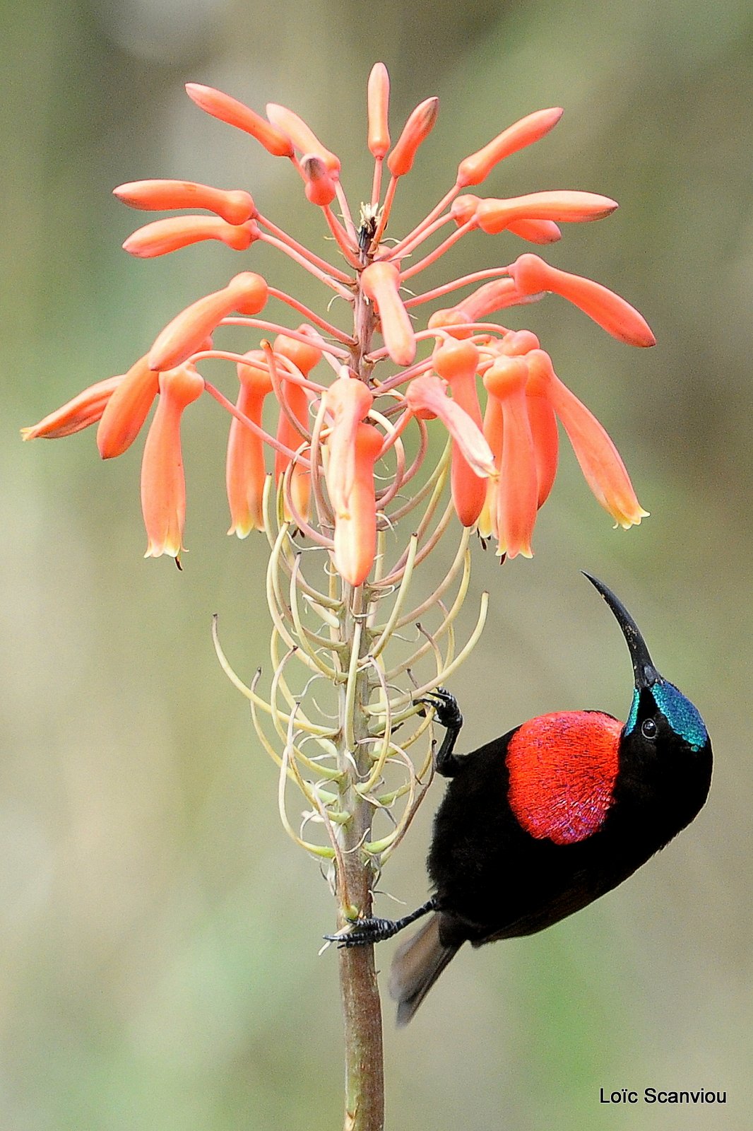 Souimanga à poitrine rouge/Scarlet-chested Sunbird (3)