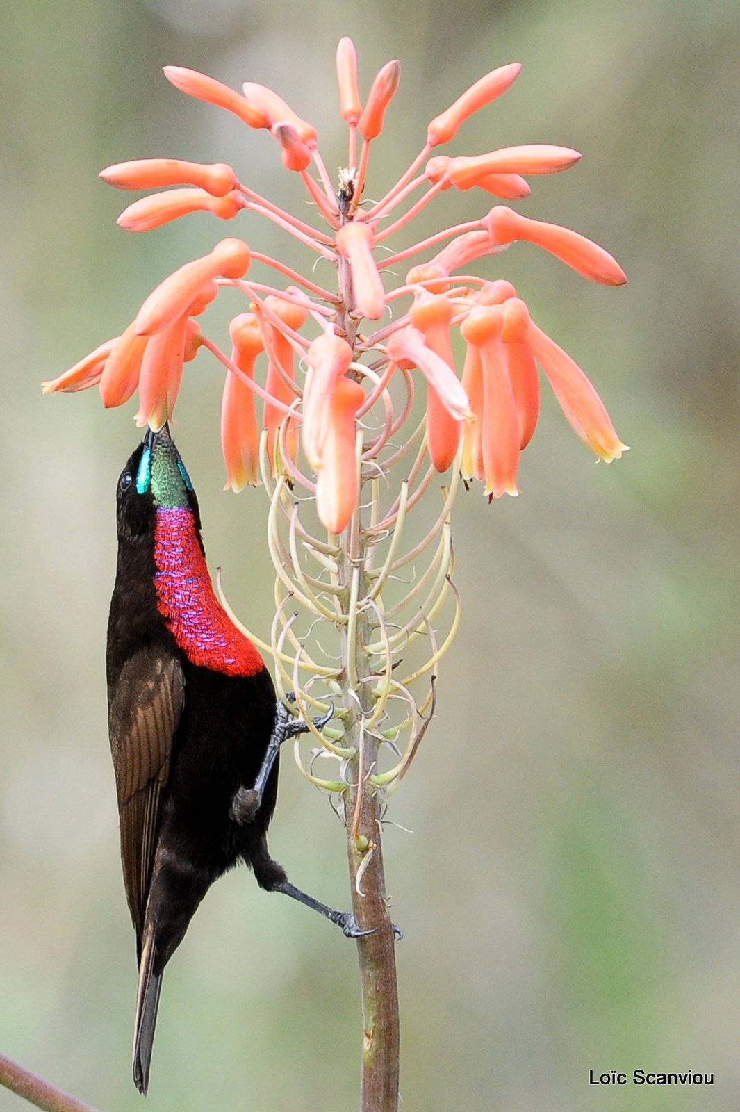 Souimanga à poitrine rouge/Scarlet-chested Sunbird (4)