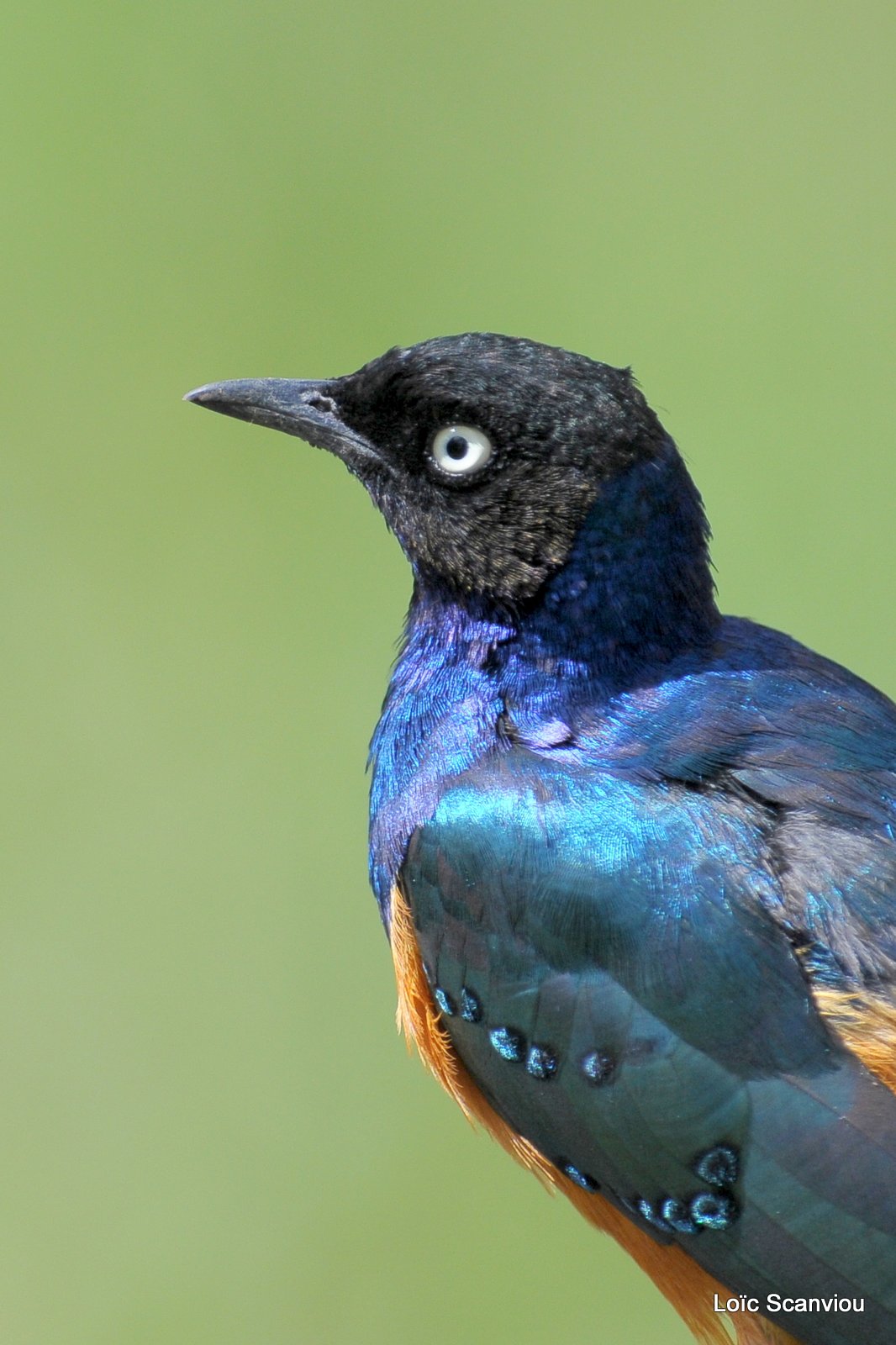 Choucador superbe/Superb Starling (1)