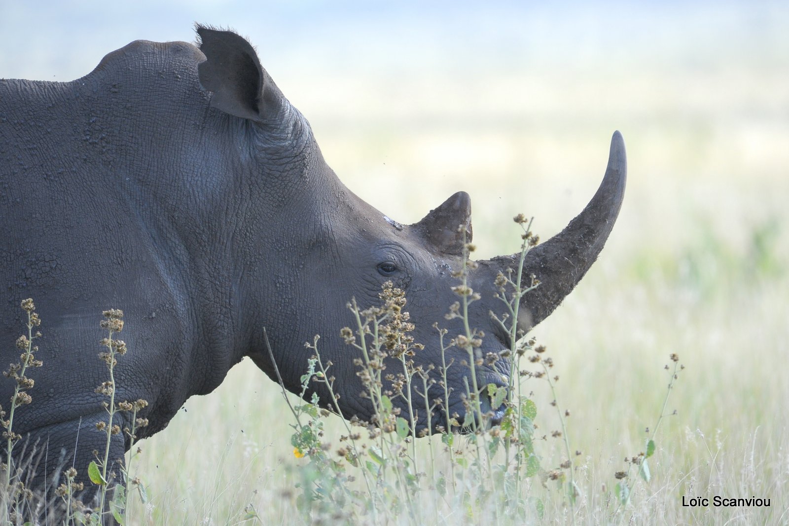 Rhinocéros blanc/White Rhino (11)