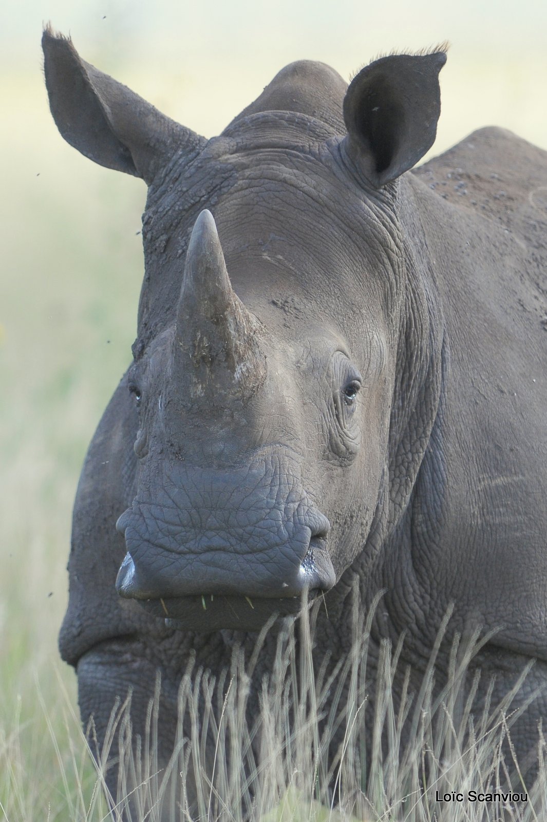 Rhinocéros blanc/White Rhino (12)
