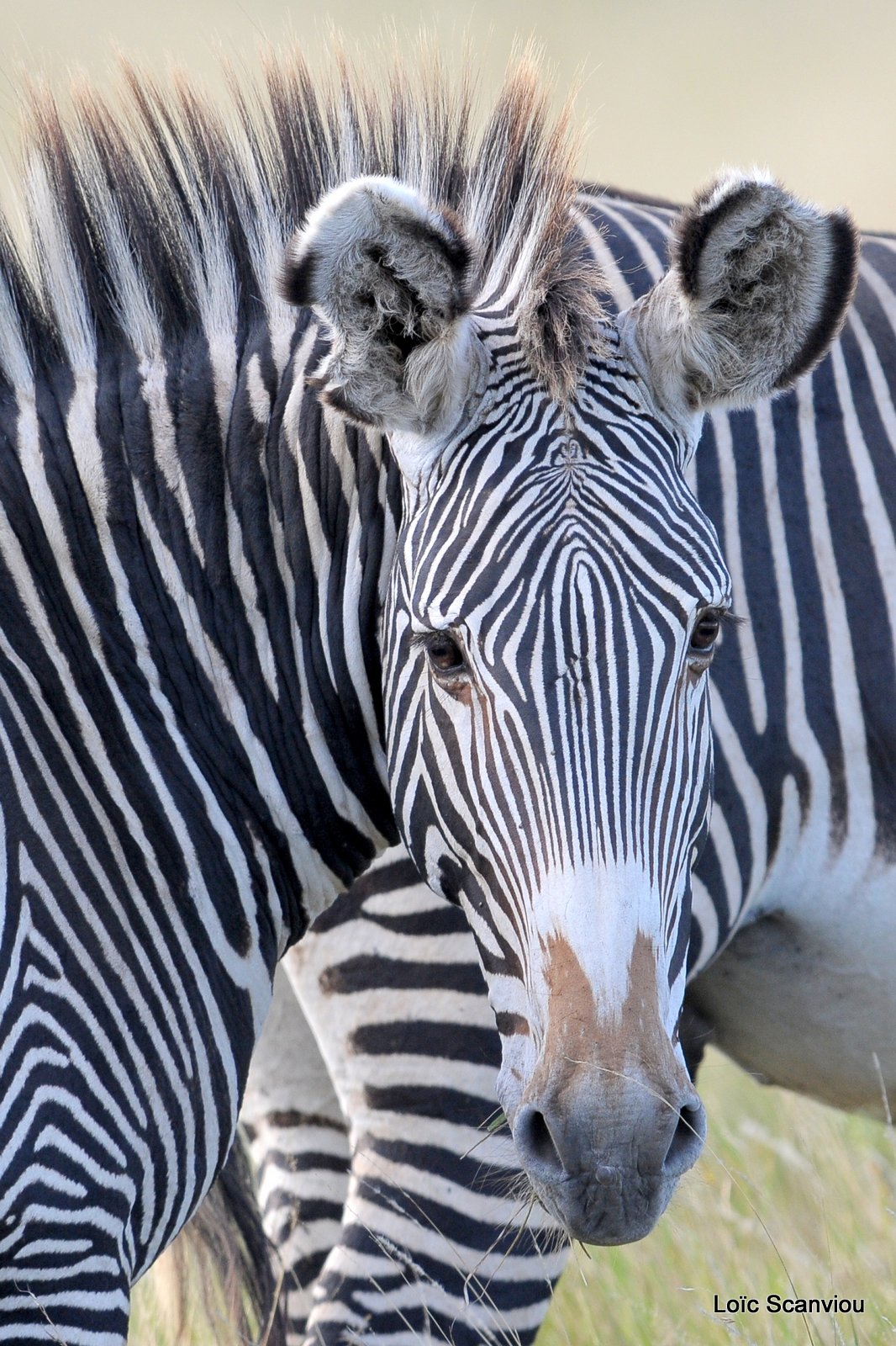 Zèbre de Grévy/Grevy's Zebra (6)