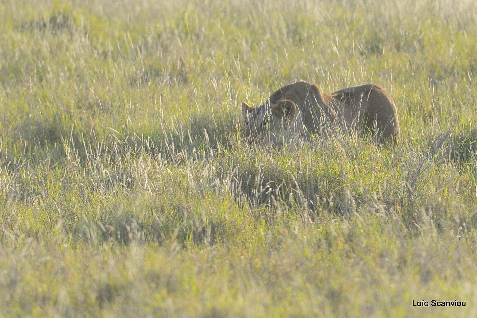 Lion (1)