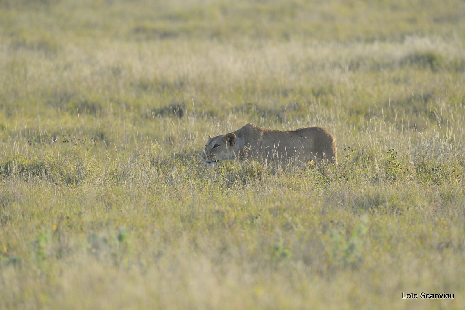 Lion (2)