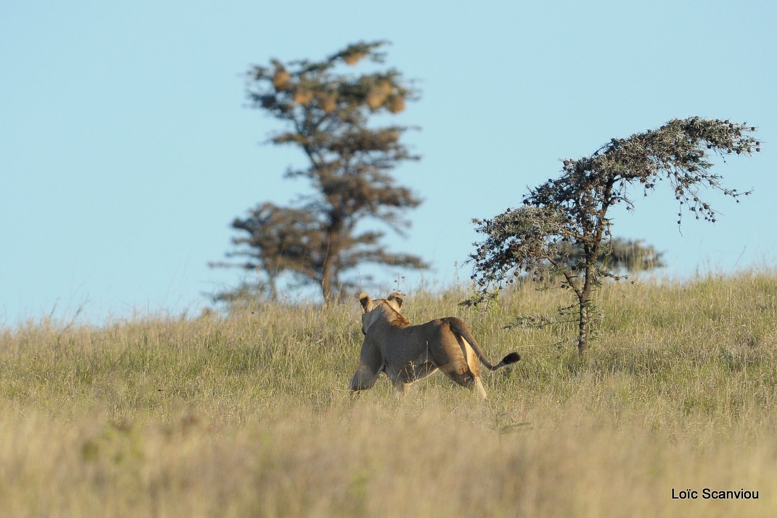 Lion (3)