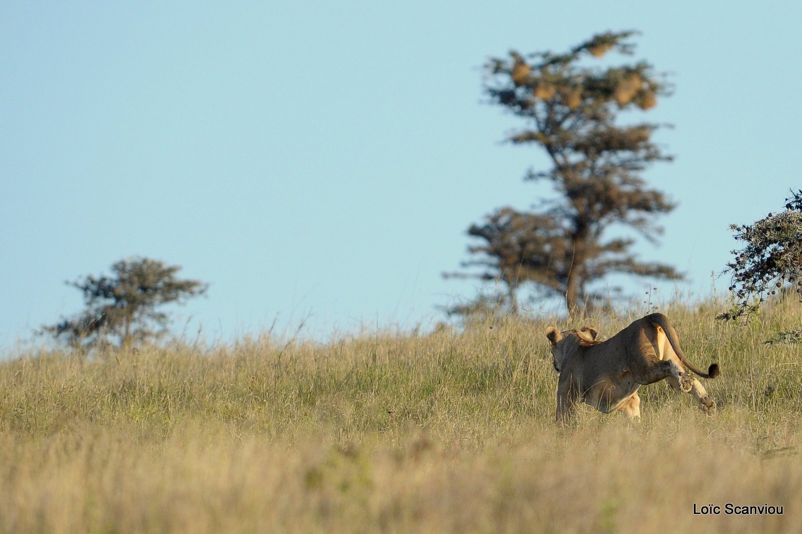 Lion (5)