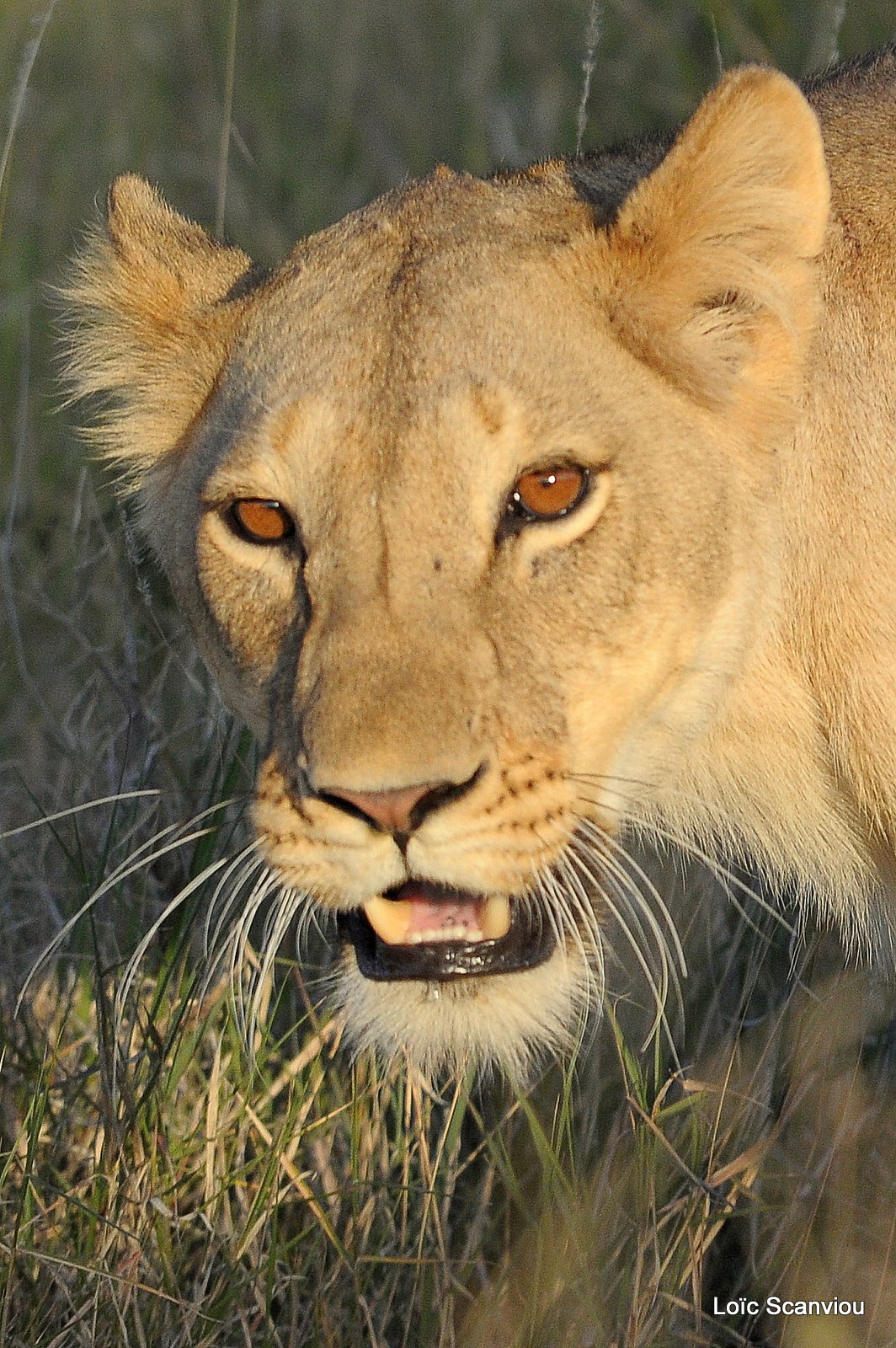 Lion (6)