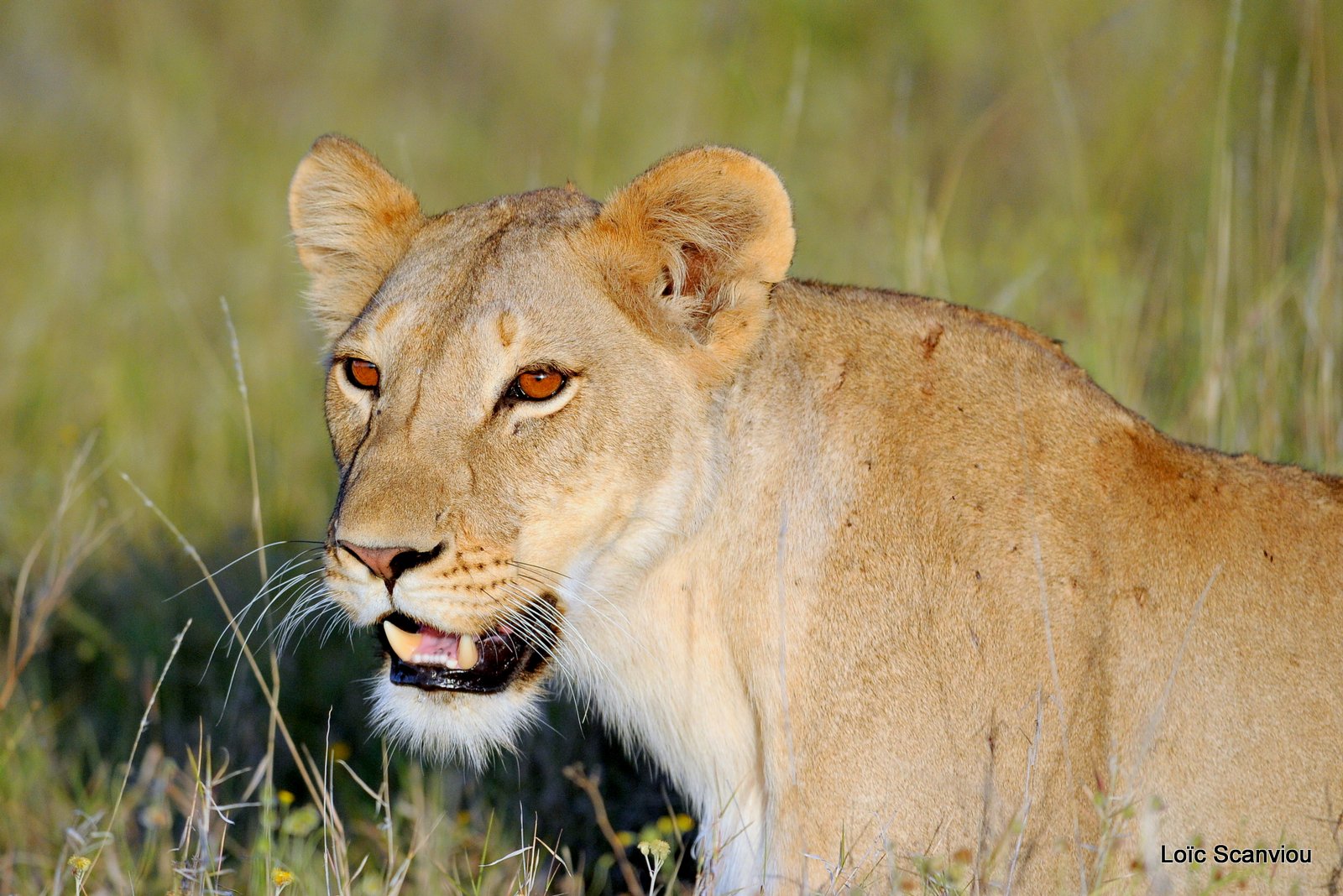Lion (7)