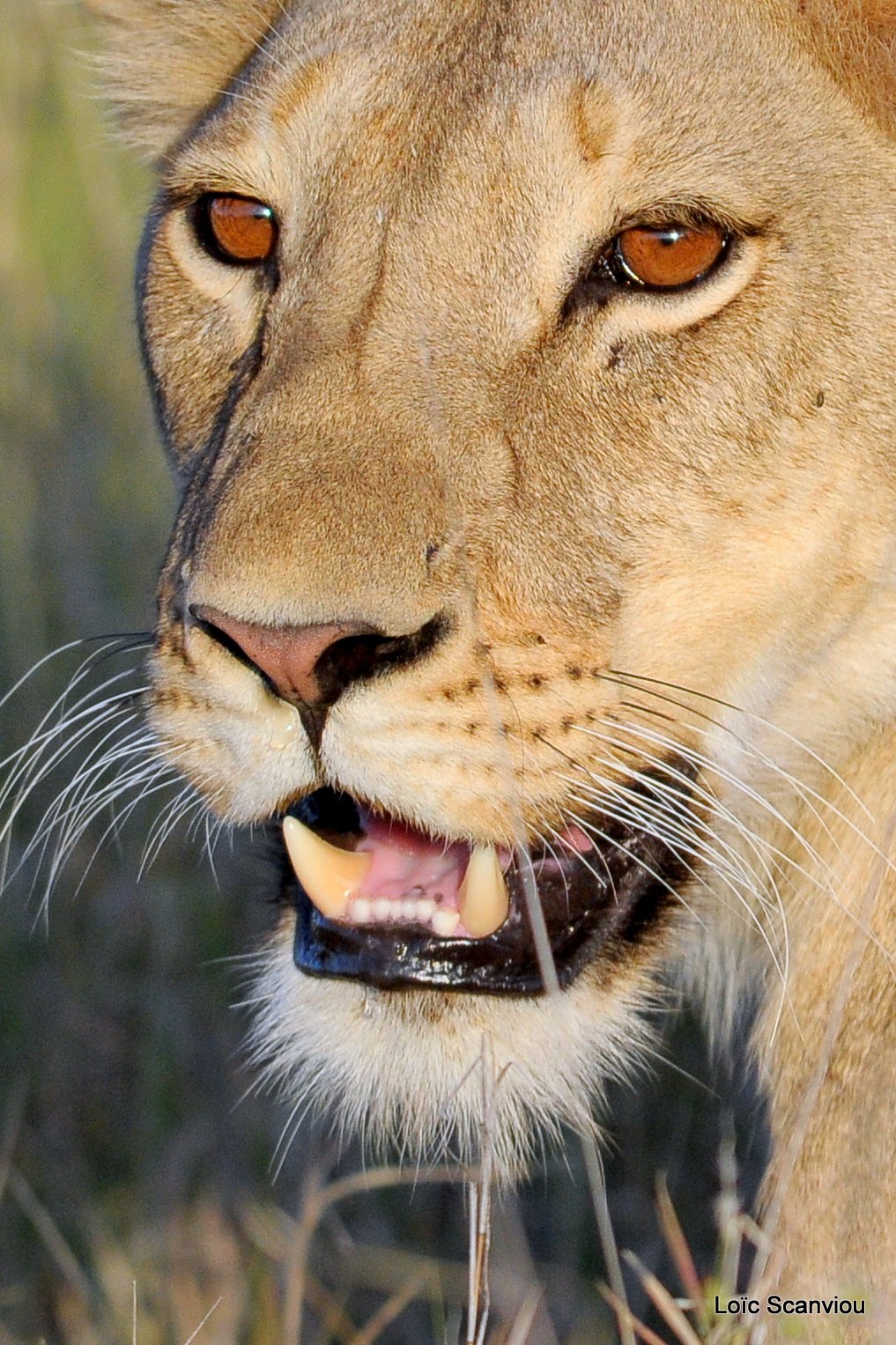 Lion (8)