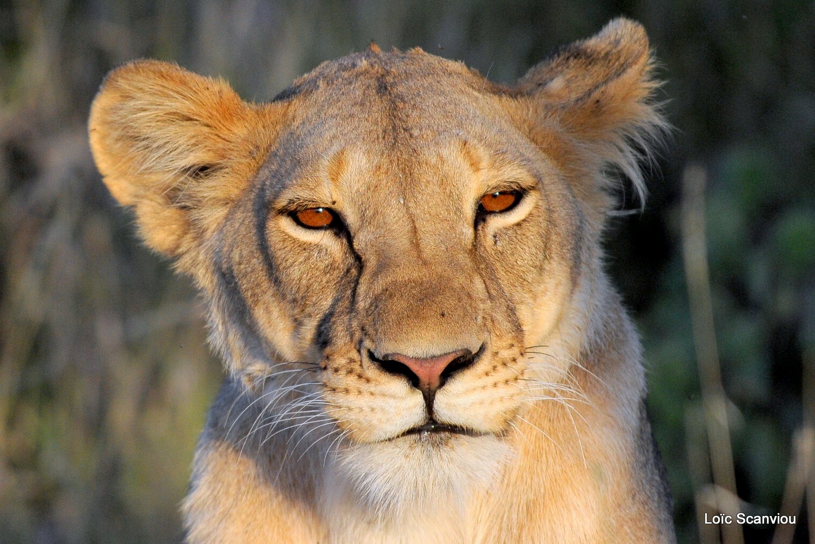 Lion (9)