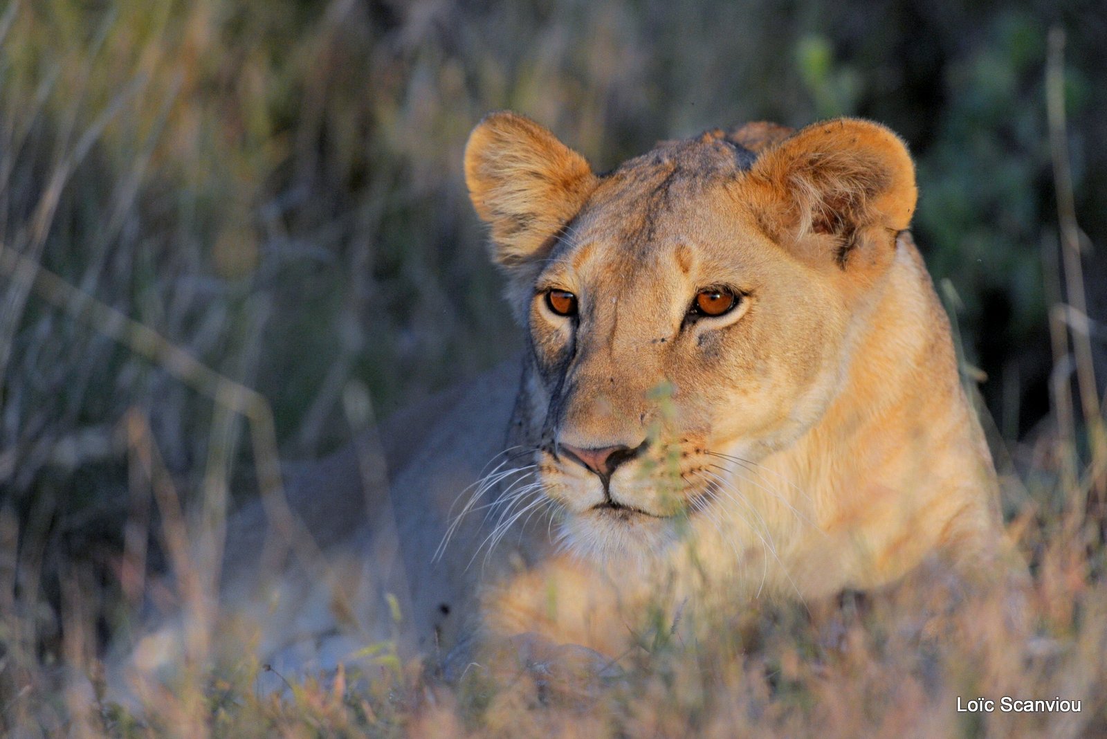Lion (10)