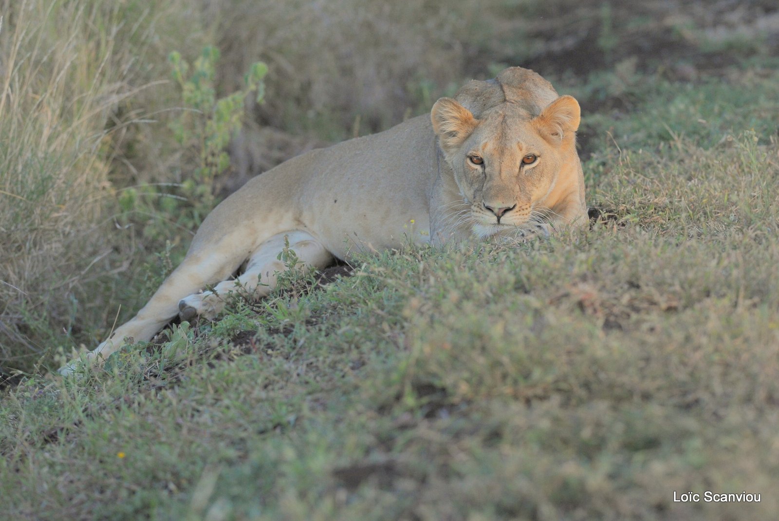 Lion (11)