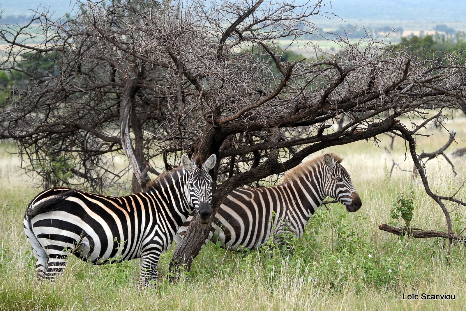Zèbre/Zebra (20)