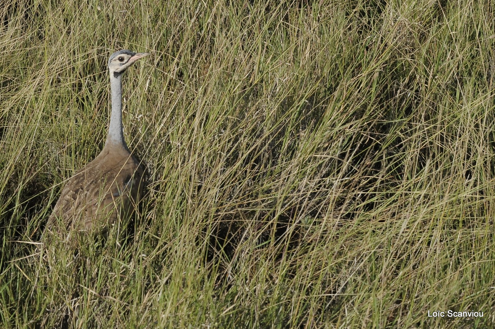 Outarde du Sénégal/White-bellied Bustard
