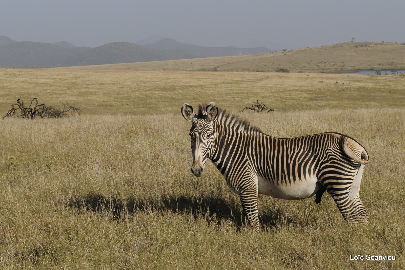 Zèbre de Grévy/Grevy's Zebra (7)
