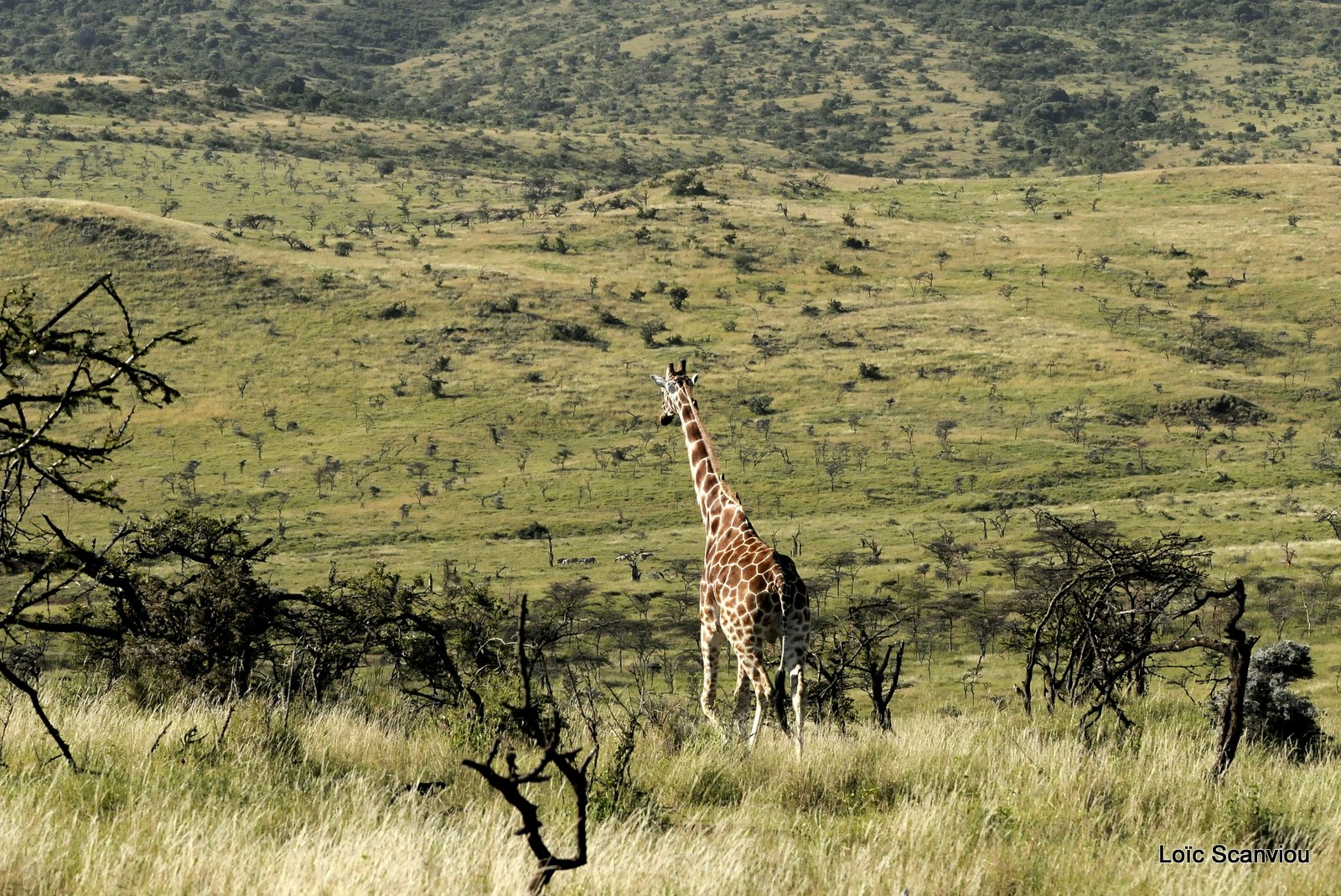 Girafe réticulée/Reticulated Giraffe (11)