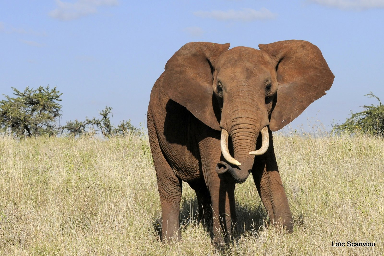 Eléphant (11)