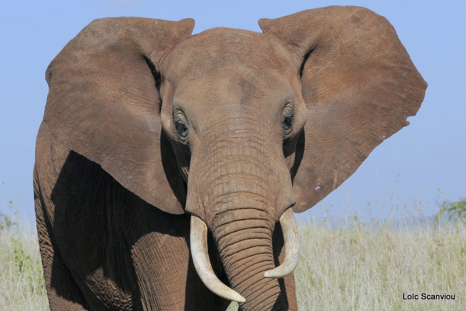 Eléphant (12)