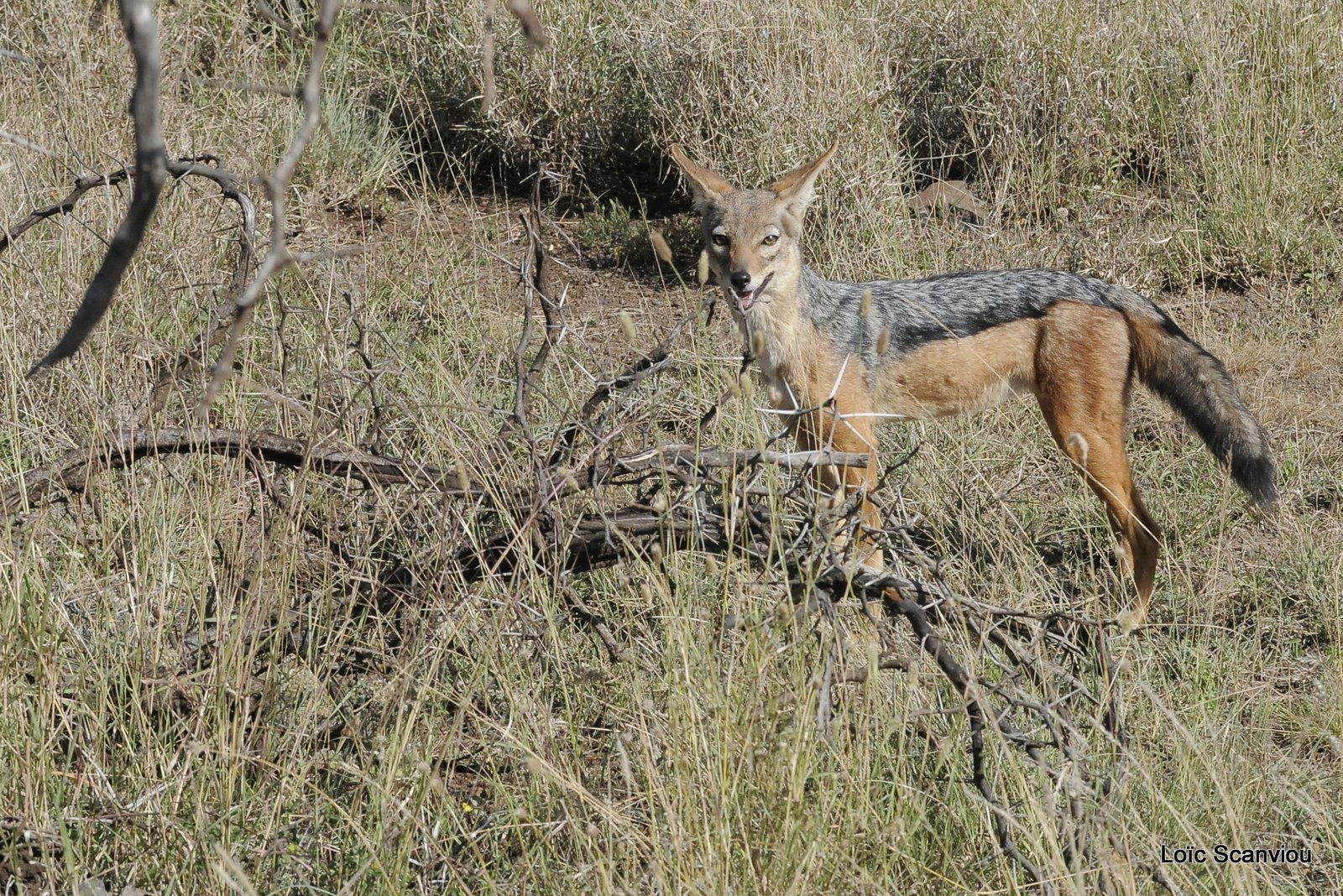 Chacal à chabraque/Black-backed Jackal (8)
