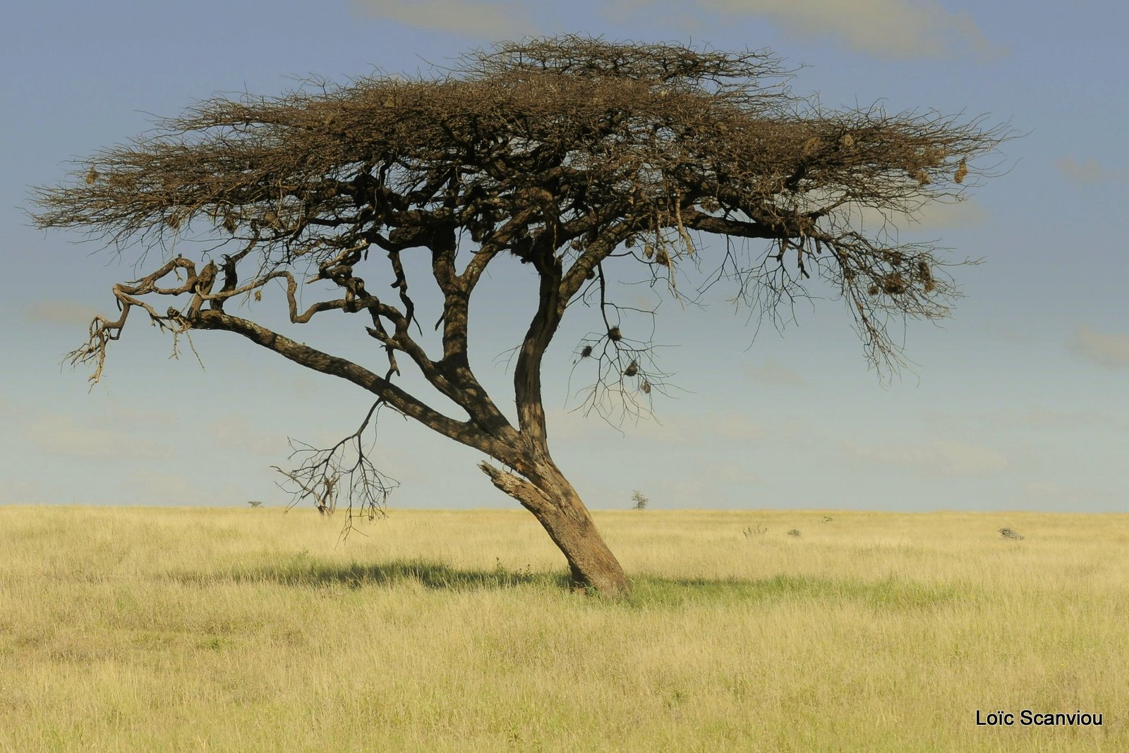 Lewa Downs (17)