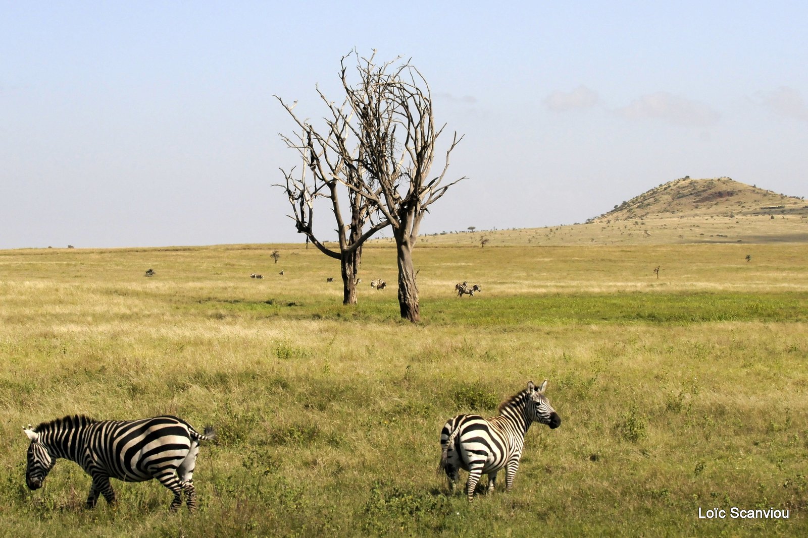 Zèbre/Zebra (22)